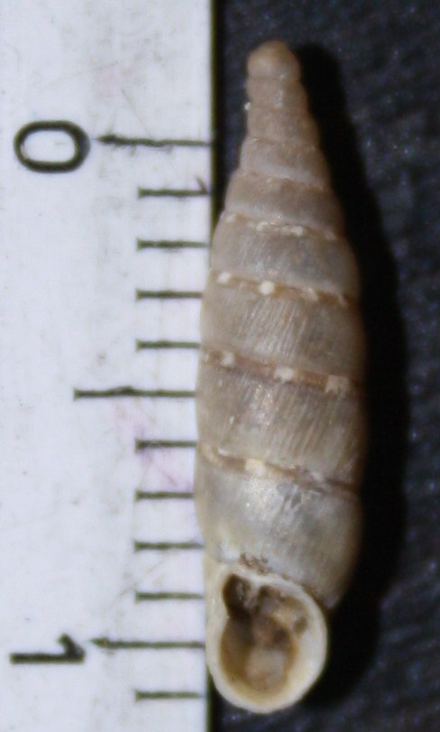 Clausiliidae da id.